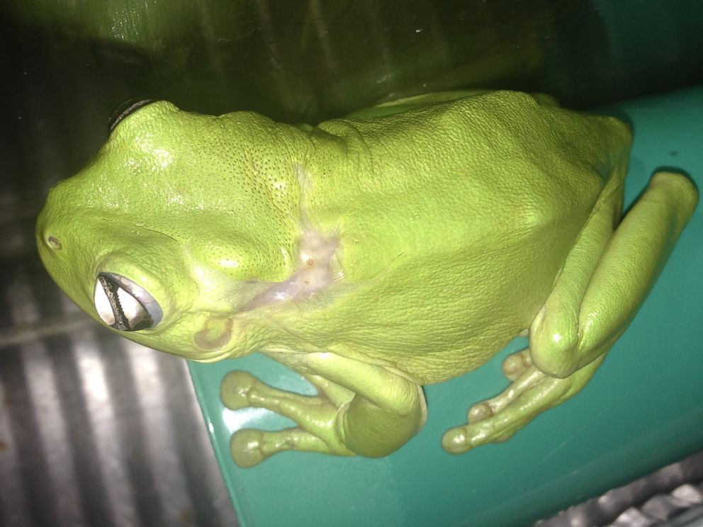 самая большая лягушка в мире. смешные лягушки. женщина лягушка. девушка и лягушка. женские лягушки.