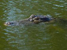 Man in Florida opent zijn voordeur en wordt gebeten door een alligator
