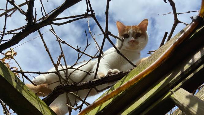 Voorjaar, lentekriebels, krolse poezen: Zeeuwse katers rennen dood tegemoet of breken pootjes en voetjes