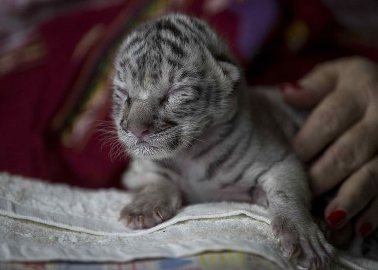 De witte Bengaalse tijger Nieves. Beeld EPA
