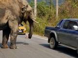 Olifant steelt eten uit achterbak van auto in Thailand