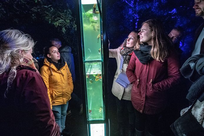 Schemerlichtfestival.