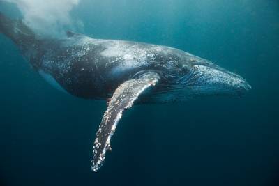 Verzuring verandert oceanen stilaan in lawaaierig café: hoe dramatisch is dit voor dieren zoals de walvis?