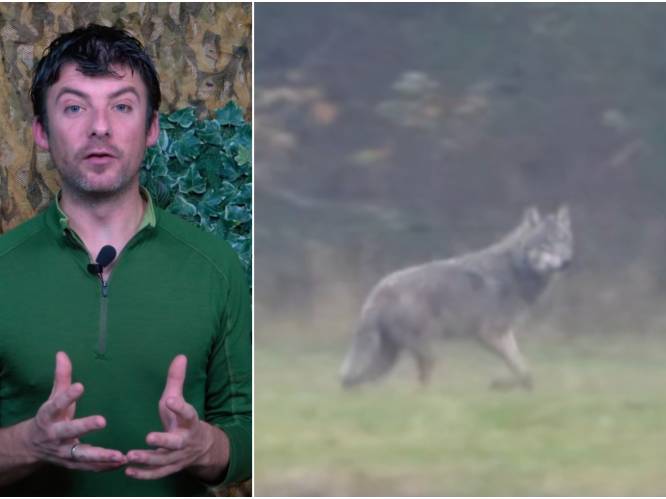 UNIEKE BEELDEN. Bioloog filmt speelse wolf die op muizen jaagt: “Blij dat ik eens de ‘gewone’ kant van het dier in beeld mag brengen”