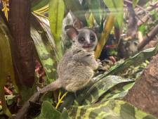 Twee schattige galago-apen geboren in DierenPark Amersfoort