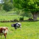 Zó zetten boeren in Nederland zich in voor de natuur