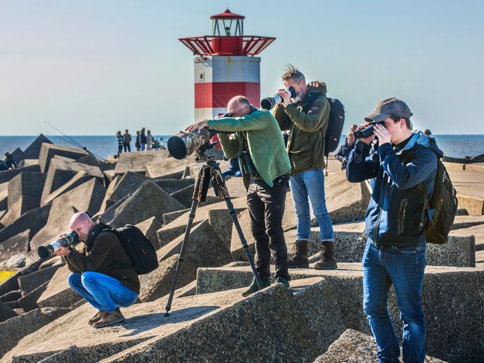 Vogelaars op Scheveningen waar een zeer zeldzame Rossmeeuw is neergestreken.
