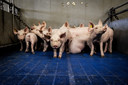 Een varkensstal. Door een algenproduct toe te voegen zou de uitstoot van ammoniak beduidend afnemen.