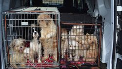 Gepensioneerde agent krijgt drie maanden voor verwaarlozing 57 (!) honden: "Gortige toestanden en compleet onverzorgd"