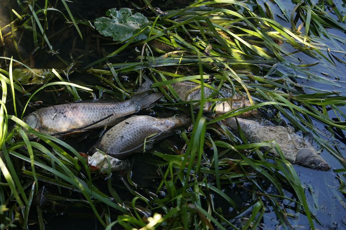 Vervuild water zorgt voor sterfte onder vissen en andere flora en fauna.