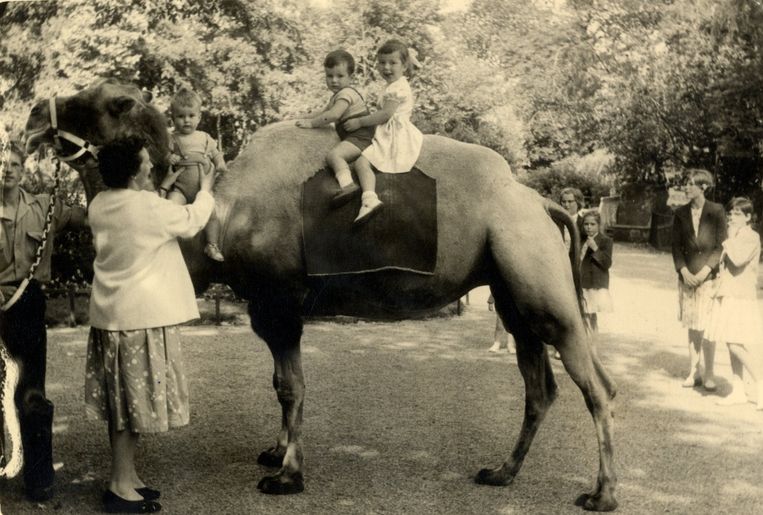 Paul en Els maken een ritje op een kameel, moeder Narda tilt Louis erop Beeld Friso Keuris