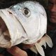 Docu: River Monsters