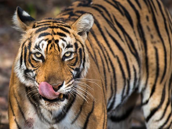Avondklok in Indiase dorpen na dodelijke tijgeraanvallen