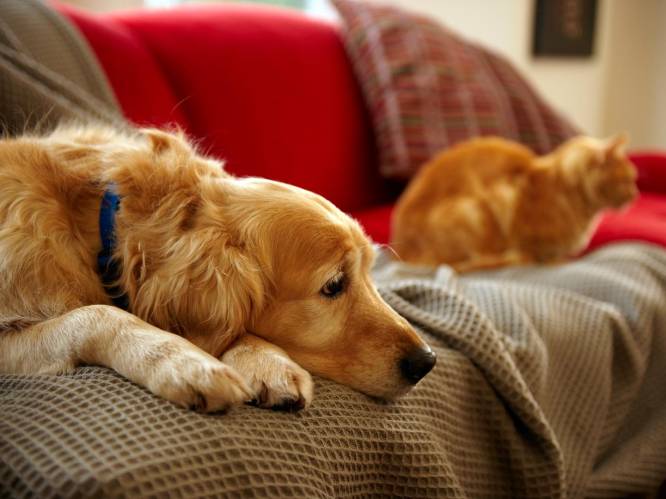 Echtpaar dat met 159 katten en 7 honden in klein appartementje leefde, mag nooit meer huisdieren houden: “De zaken zijn uit de hand gelopen”