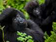 Reddit-groep achter Gamestop-rage gebruikt enorme winsten om gorilla’s te redden