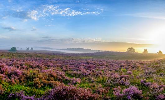 De mooiste winterwandelingen in Nederland