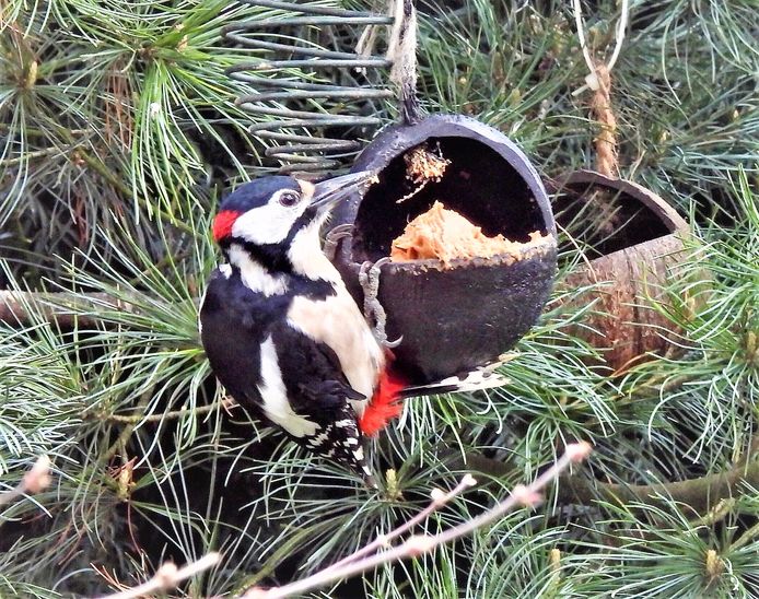 Een bonte specht, gefotografeerd in Hengelo. Foto Maria van Essen.