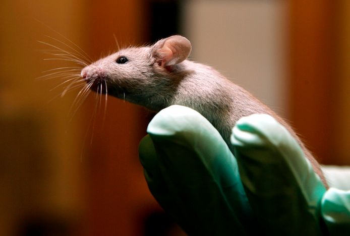 De tests lieten zien dat muizen met meer IL2 minder schade hadden na hun hersenletsel.