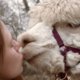 Op wandel met alpaca's (filmpje)