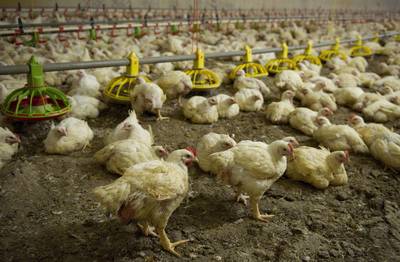 Loosbroeker die tussen varkens en kippen woont, eist van Bernheze onderzoek naar fijnstof: ‘Kan zo n