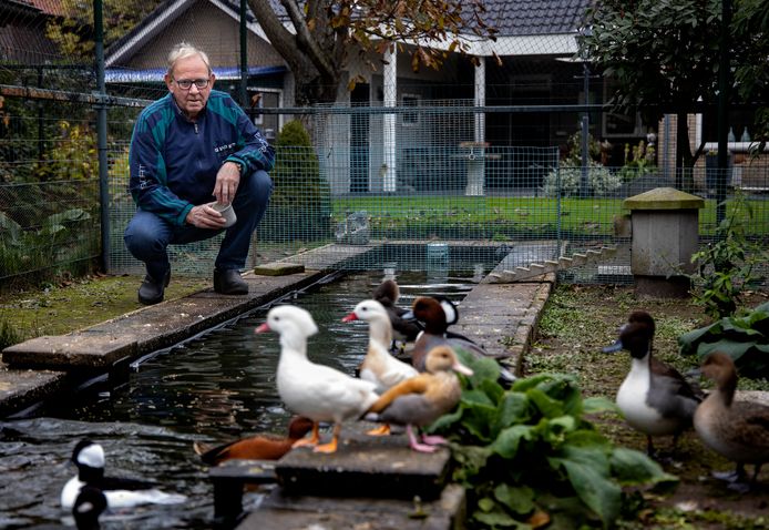 Bestuurslid Jos van Ruijven van kleindiersportvereniging Streven naar Beter.