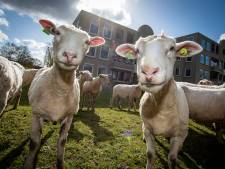 Schapen als grasmaaiers: gaat Zutphen ermee door? ‘Mensen vonden het fantastisch’
