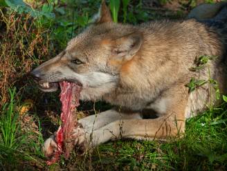 Onderzoek of wolf vijf lammetjes heeft gedood bij boer in Aalst: ‘Drama voor ons’