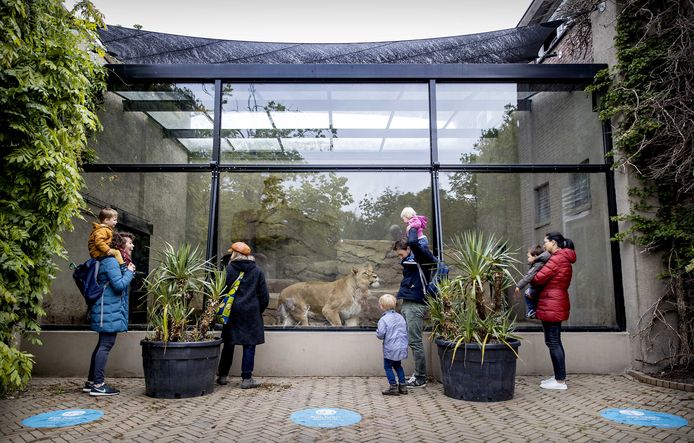 Archiefbeeld. Bezoekers bij het leeuwenverblijf in Artis. De dierentuin is momenteel gesloten door de coronamaatregelen in Nederland.