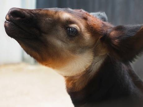 Met uitsterven bedreigde okapi geboren in Beekse Bergen