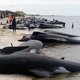 Mysterieuze stranding van honderden dolfijnen in Nieuw-Zeeland