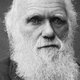 Een Darwinfeestje voor het ‘beste idee ooit’