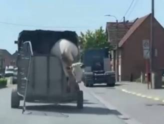 KIJK. Koe ontsnapt uit rijdende trailer in Zele