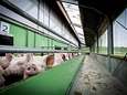 Sterksel heeft het nakijken: bijna zeker dat onderzoekscentrum varkens blijft 