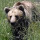 Bruine beer doodt twee mensen in Rusland