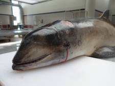 Aangespoelde bruinvis in Elburg had gebroken wervels en zat vol parasieten