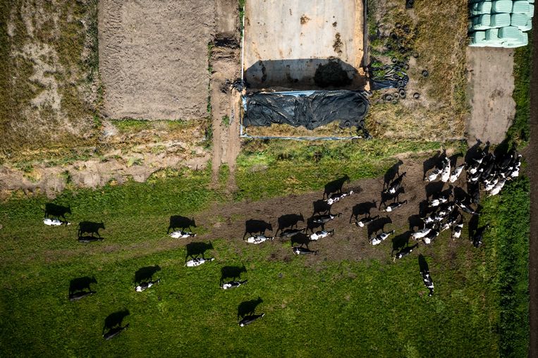 Dronefoto van een boerderij met koeien in het Brabantse Someren. Het demissionaire kabinet heeft plannen op tafel liggen om de productierechten van boeren op te kopen en landbouwgrond op te kopen. Bij die laatste optie is onteigening van grond geen taboe.  Beeld ANP