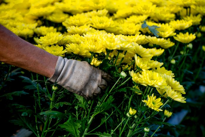 De potplantenteler mag geen werknemers op zijn terrein huisvesten.