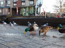 Goed om te weten voor huisdierenbaasjes: in Den Bosch heerst vogelgriep