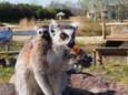 Geboortjegolfje in ZooParc Overloon, maar de jonge dieren bekijken kan nog even niet