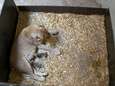 Leeuwin eet plots haar twee pasgeboren welpjes op in Duitse zoo