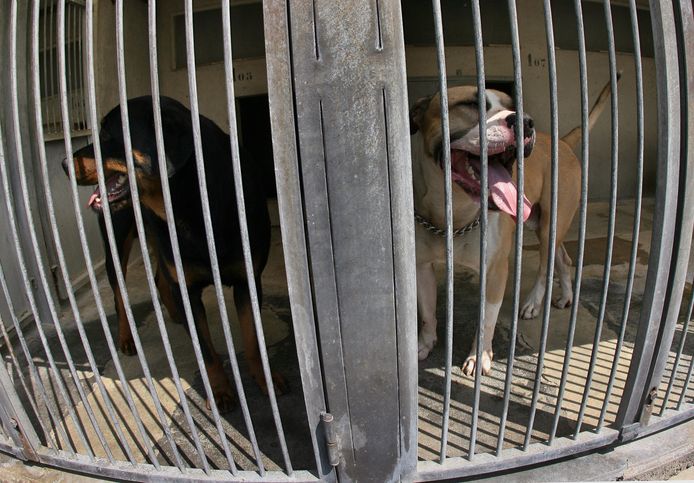 Honden in een asiel. Rechts een staffordshire-bulterriër.