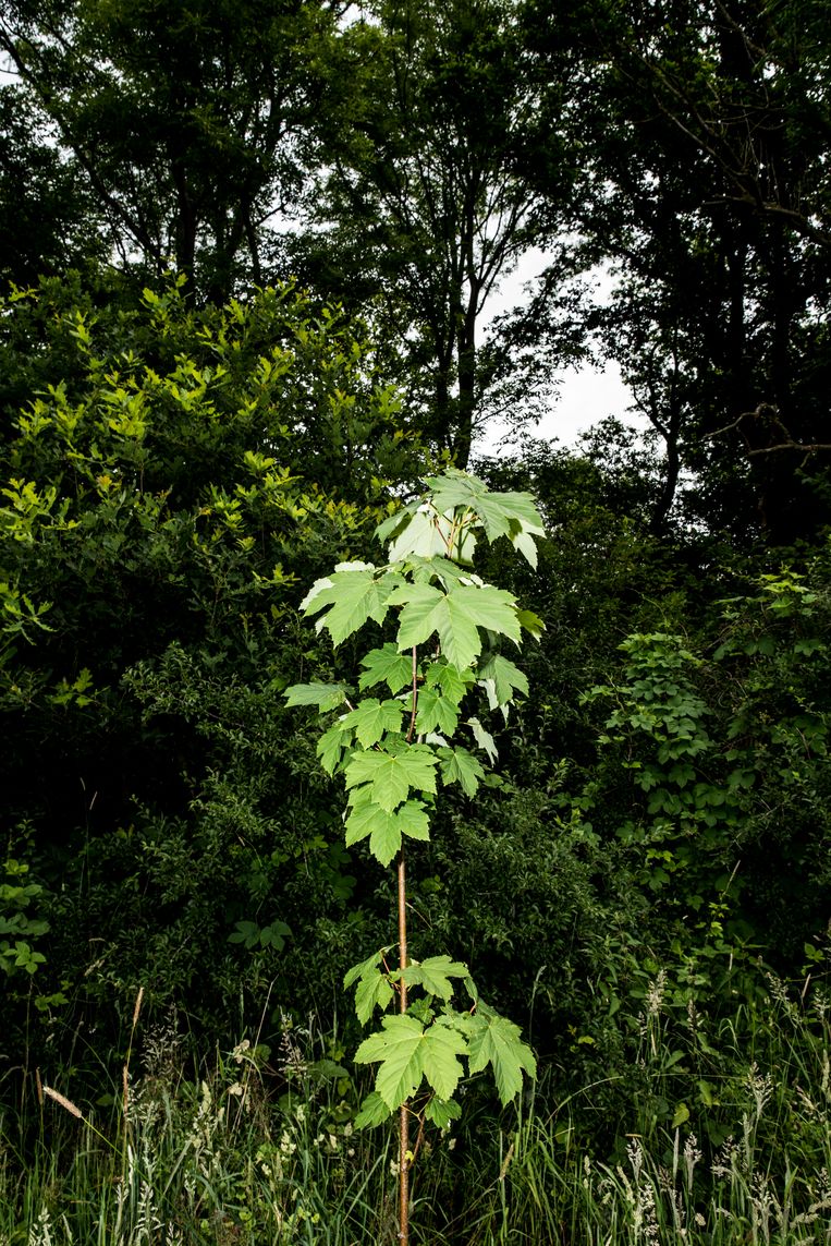 Een van de aangeplante esdoorns die volgens Maes niets in het bos te zoeken hebben en schadelijk zijn.  Beeld Jan Mulders