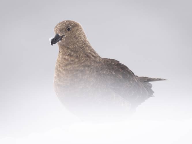 Vogelgriep voor het eerst waargenomen in Antarctisch gebied: “Deze millieuramp in wording kan hele kolonies doen verdwijnen”