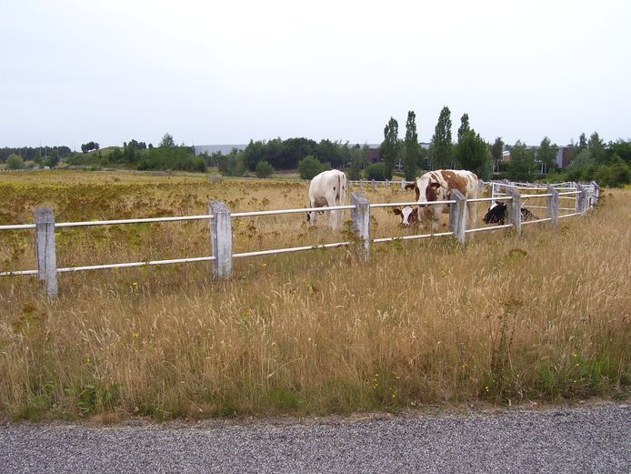 De vier koeien in park Meerhoven zijn zaterdag weggehaald. (archieffoto)