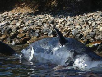 “Aangespoelde zwangere walvis had 22 kilogram plastic in maag”