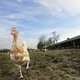 Dreiging vogelgriep geweken: kippen mogen weer naar buiten