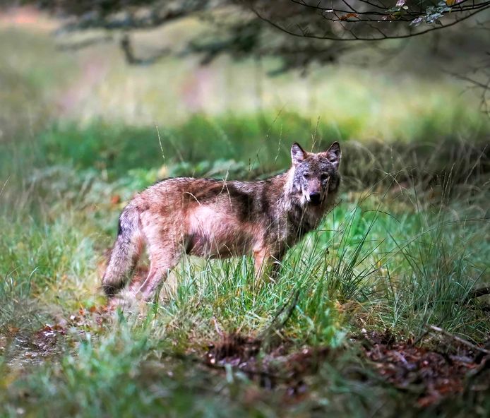 Een wolf op de Veluwe, vastgelegd door natuurfotograaf Otto Jelsma. De hobbyfotograaf kwam een zeldzame roedel met vijf wolven tegen tijdens een wandeling op de Veluwe.
