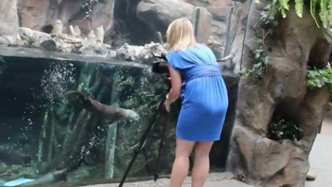 Vrouw filmt otters. Maar dan duwt diertje plakkaat omhoog en is ze helemaal sprakeloos
