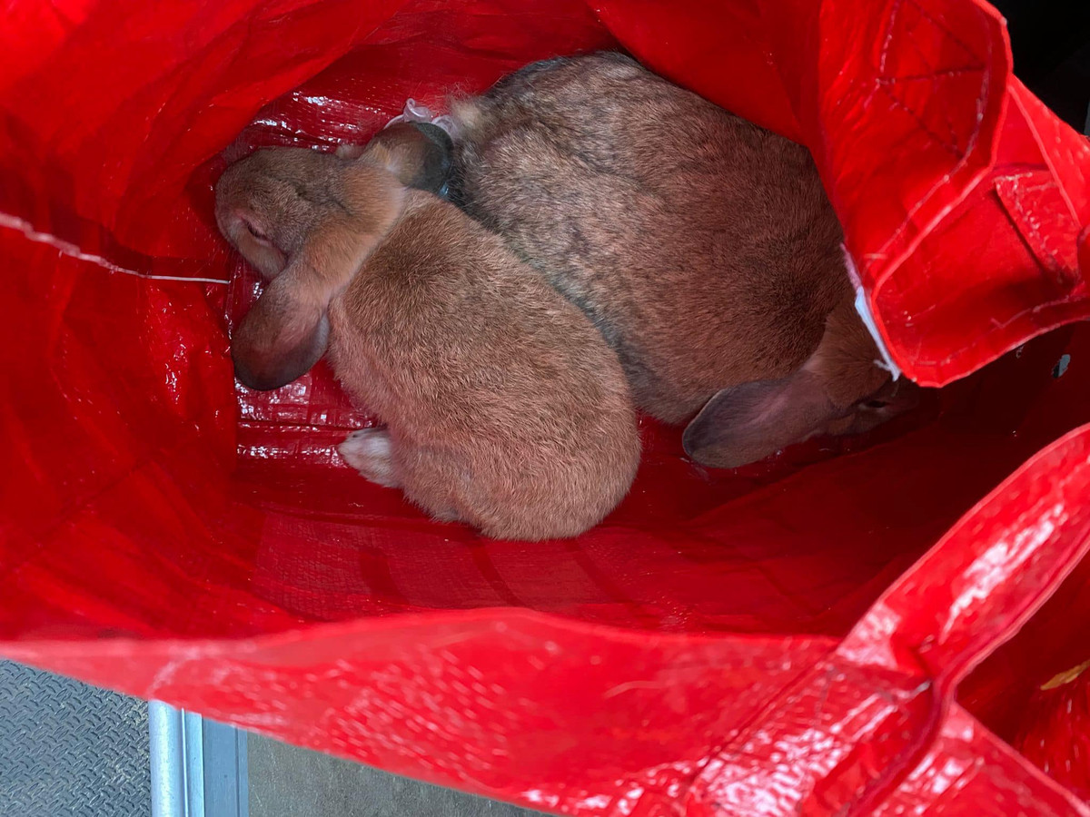 Moeder konijn met haar jong in de boodschappentas.