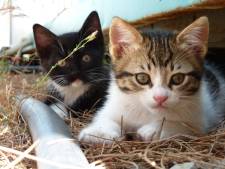 Belgen delen foto's van katten na oproep politie
